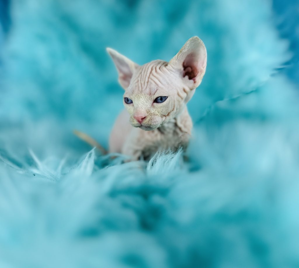 Pink Sphynx Cat