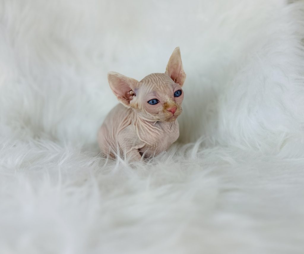 White Bicolor Sphynx cat