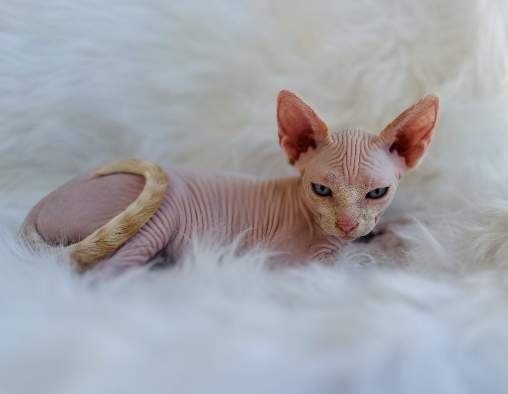 Searching for 'sphynx breeders near me' doesn't always turn up the best choices