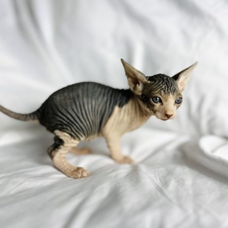 Black White Tuxedo Sphynx Kitten for sale