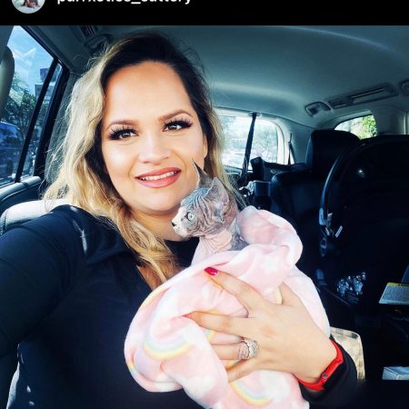 sphynx cat for sale california