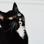 Cosmo - Special Sphynx with Odd Eyes