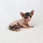 Purrxotics Sphynx kitten and customer photo