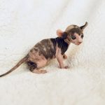 Purrxotics Sphynx kitten and customer photo