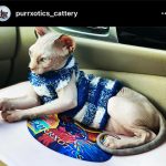 Sphynx kitten from Purrxotics in a loving home