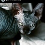 Sphynx kitten from Purrxotics in a loving home