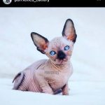 Sphynx kitten from Purrxotics in a loving home