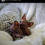 Sphynx kitten from Purrxotics in a loving home