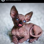 Sphynx kitten from Purrxotics in a loving home
