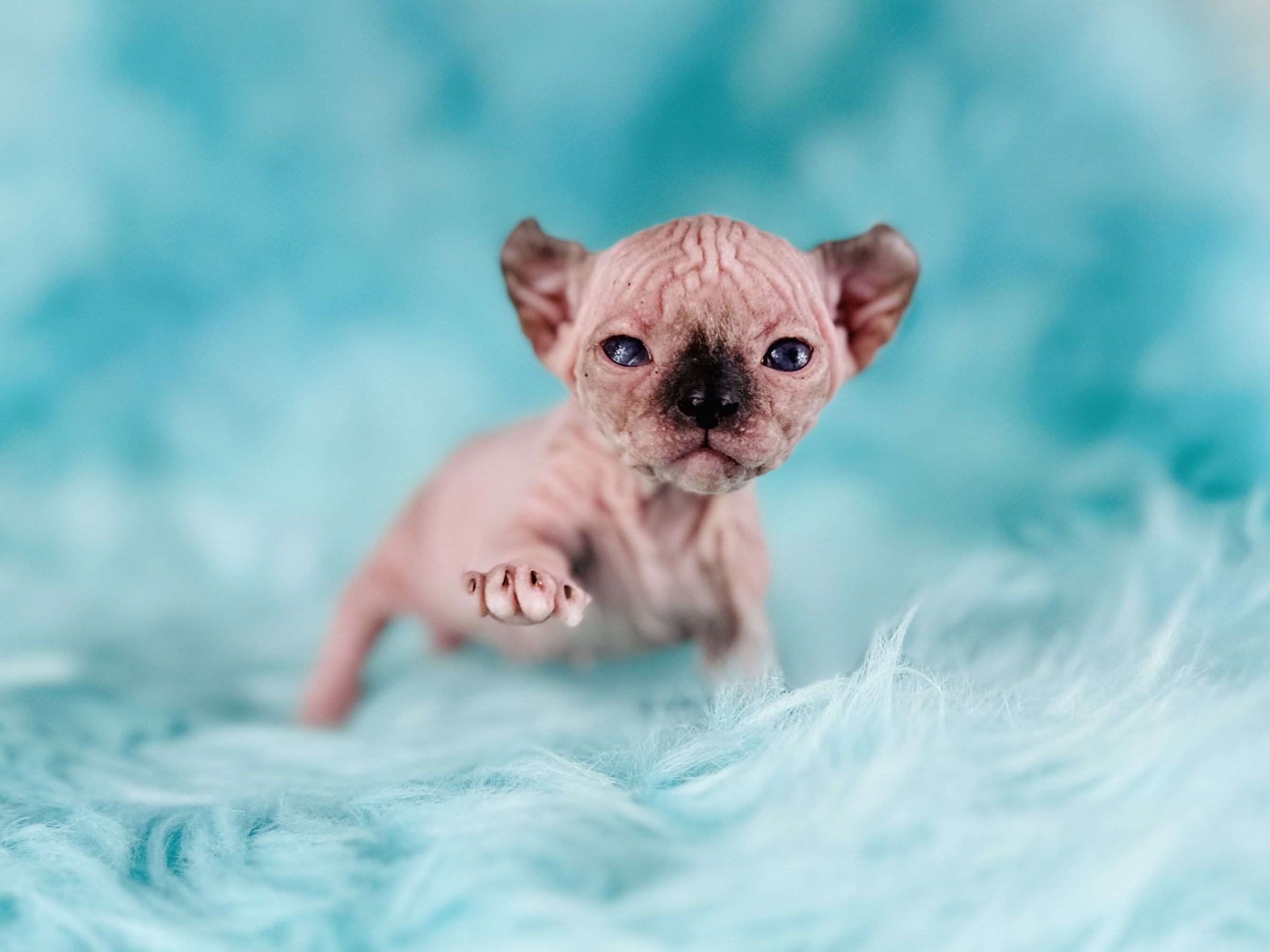 Elf Sphynx kitten with curled ears from Purrxotics