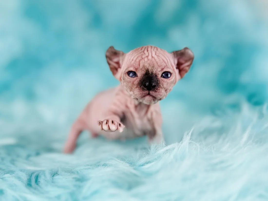 Elf Sphynx kitten with curled ears from Purrxotics