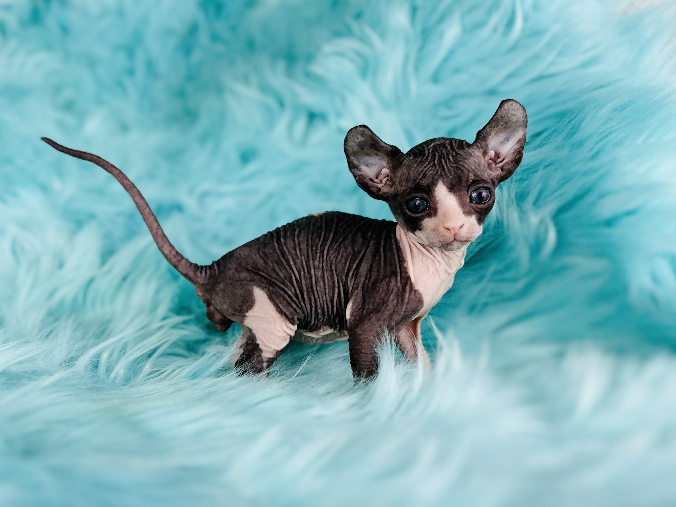 Panda Bear Elf tuxedo Sphynx kitten from Purrxotics