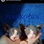 Sphynx kitten from Purrxotics in a loving home