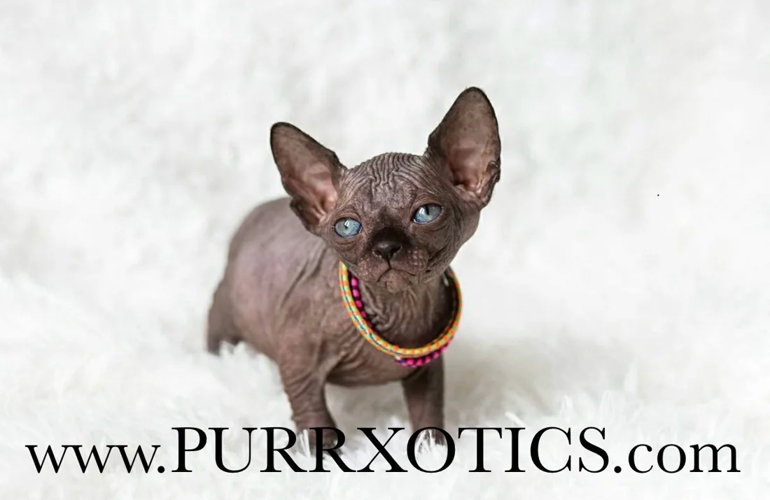 Standard Sphynx kitten from Purrxotics