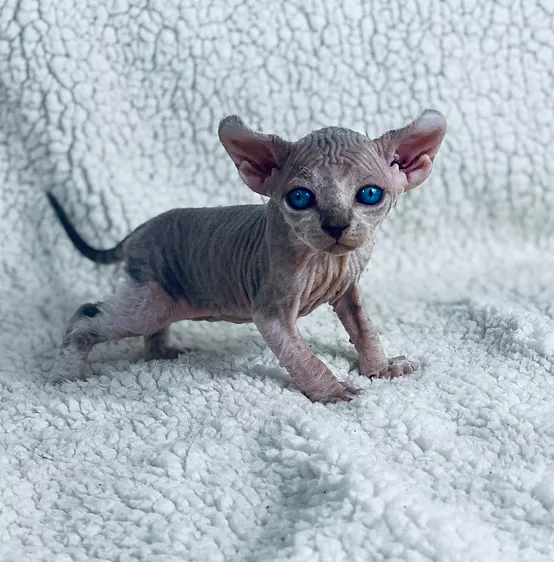 Sphynx Kitten breeder