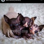 Sphynx kitten breeder