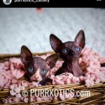 sphynx cat breeder USA