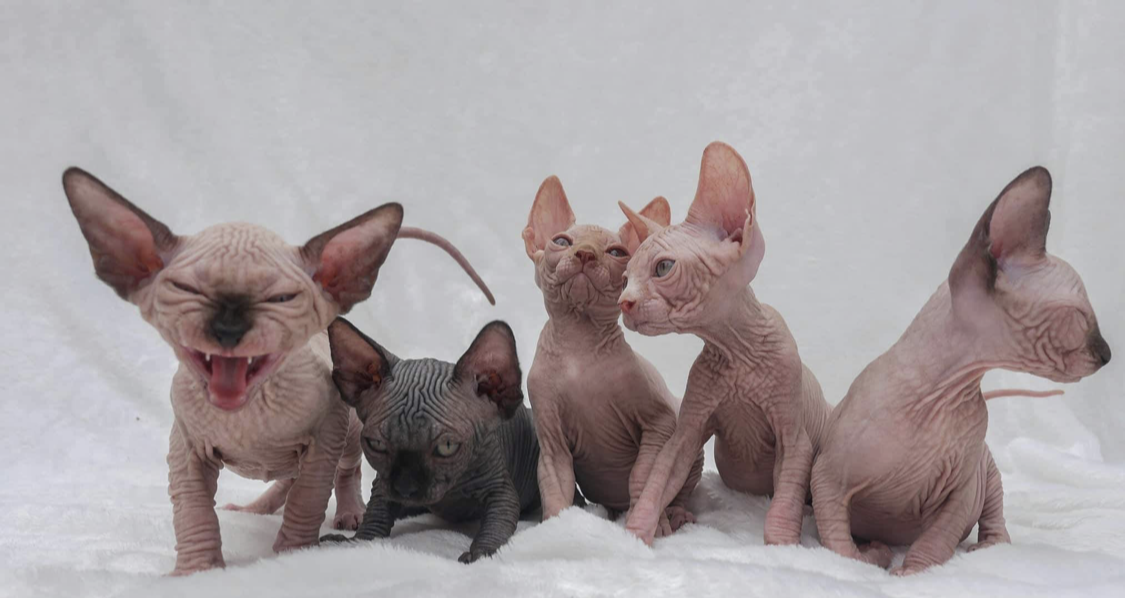 kitten and cat Sphynx-breeder-san-diego