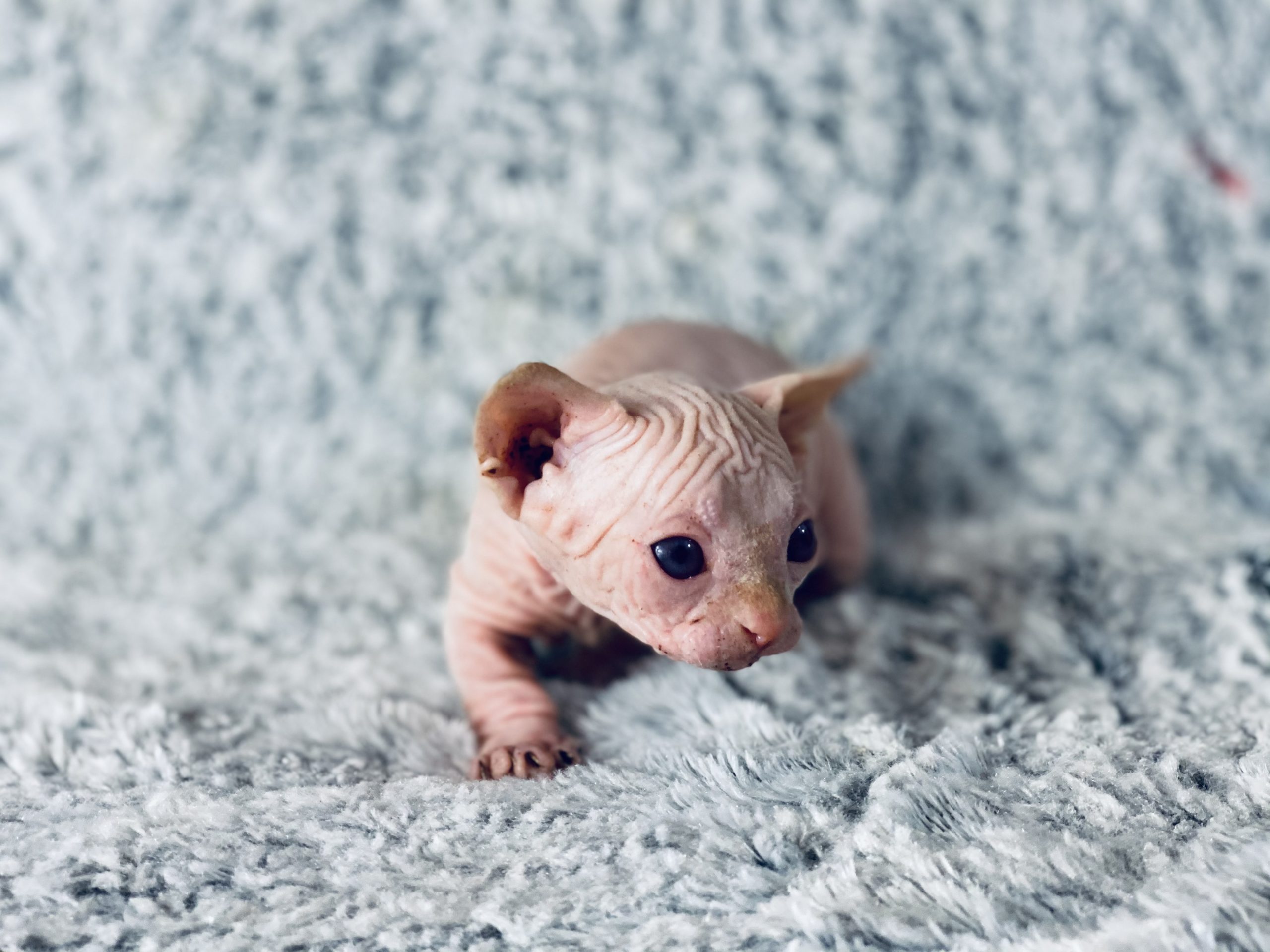 Red Bambino with blue eyes