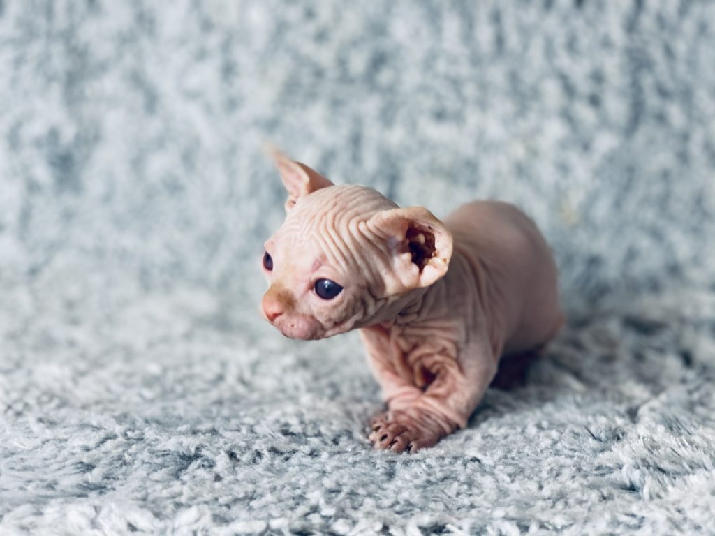 Red Bambino Sphynx Cattery