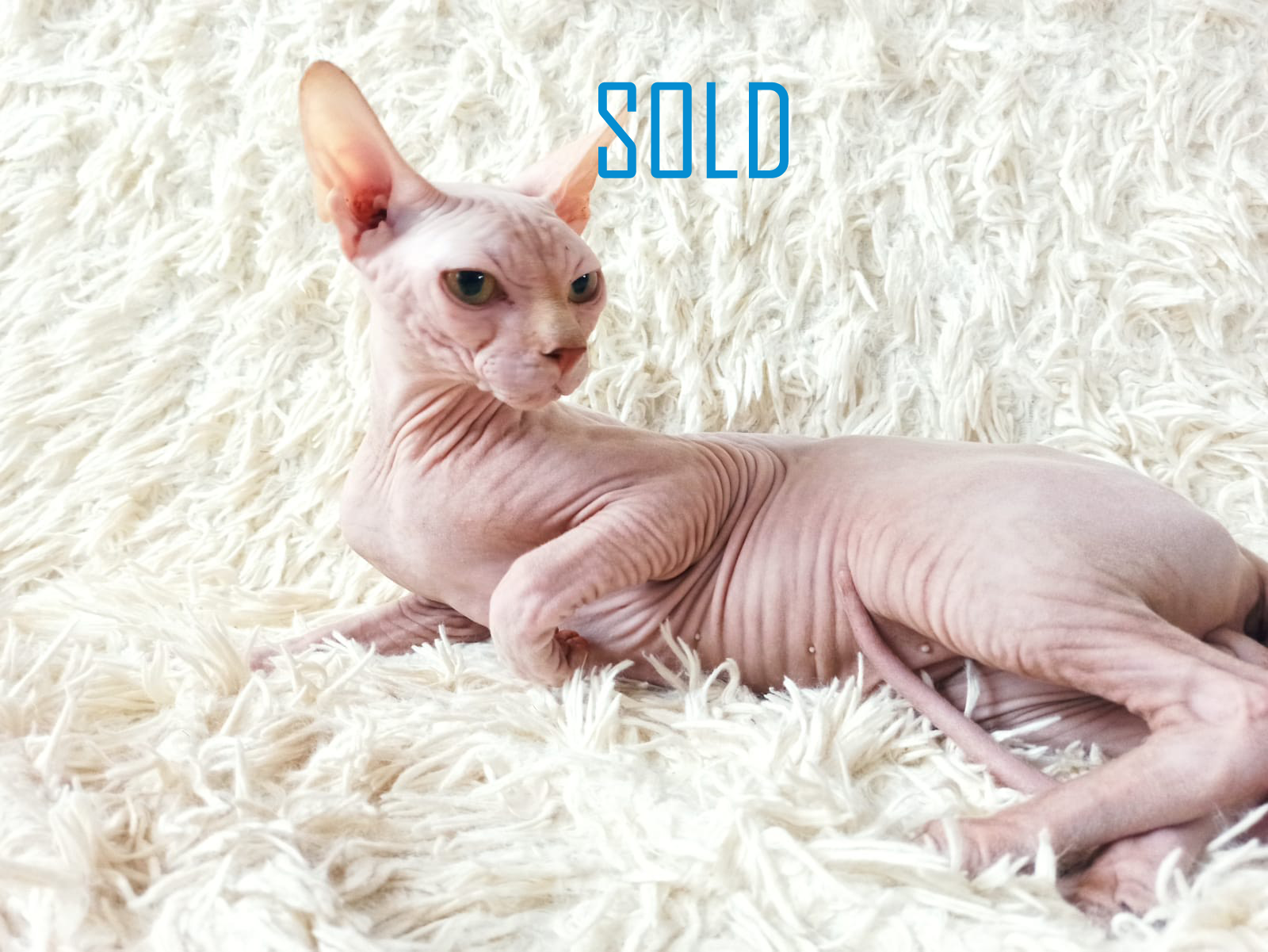 sold kitten sold kitten