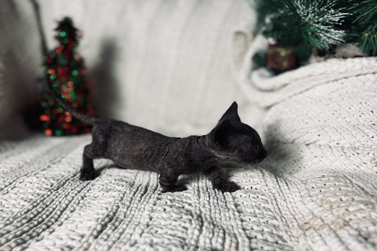 catforsale2022ca catforsale2022ca