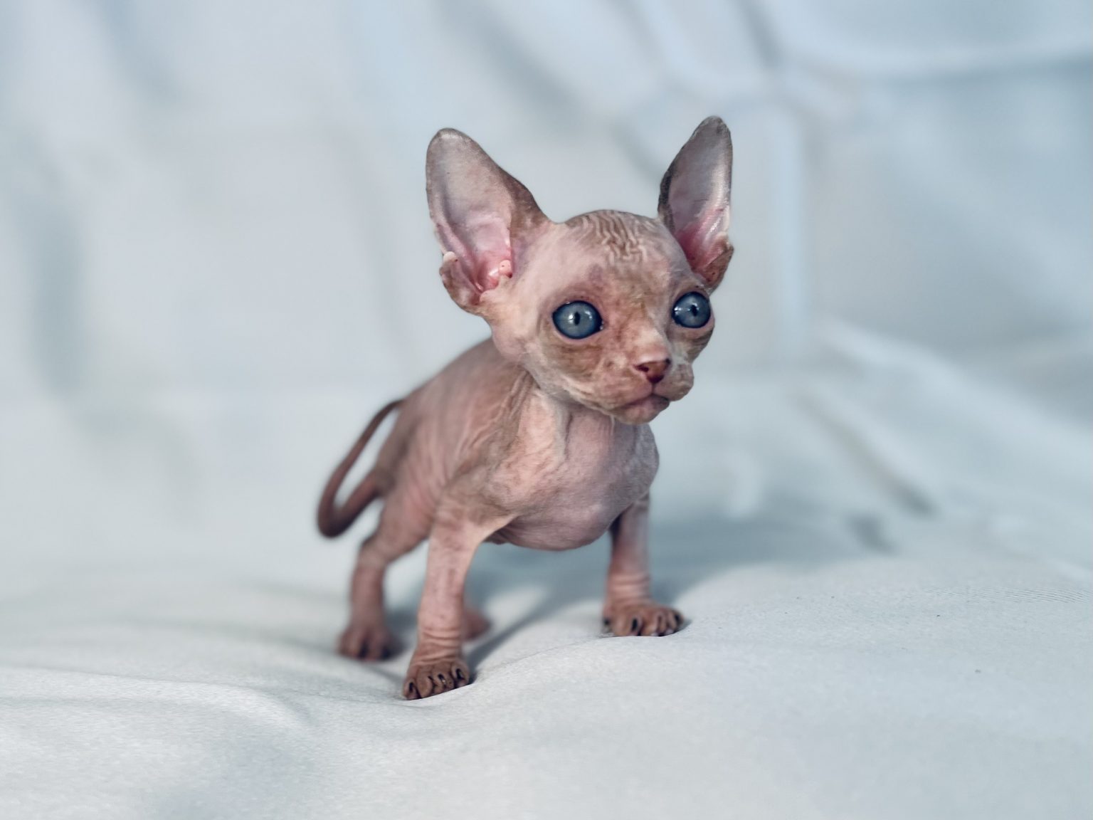 Mink tabby and white