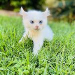 Protecting Yourself: How to Spot Scammers When Buying a Kitten