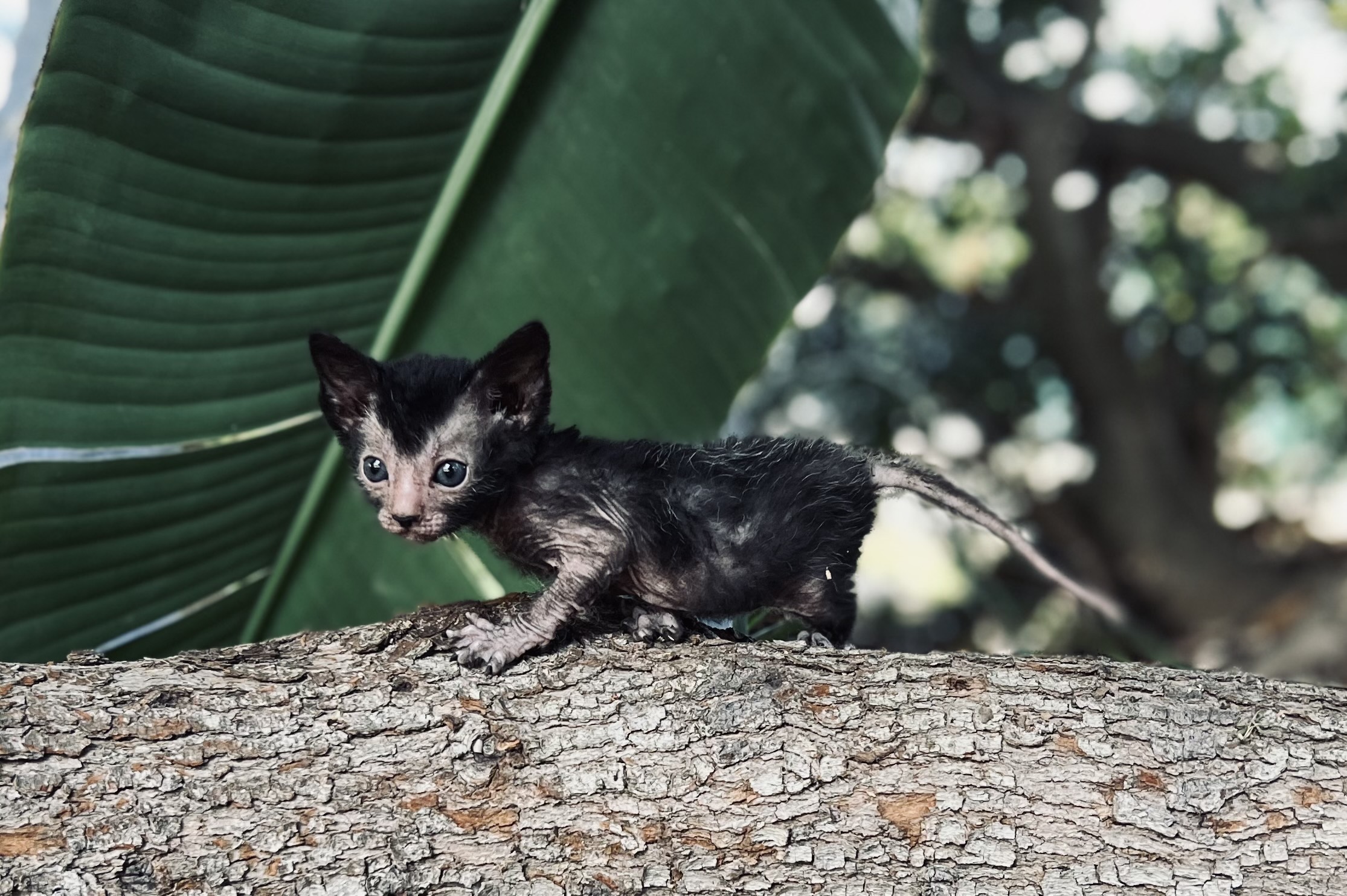 Wolf kittens Lykoi kittens