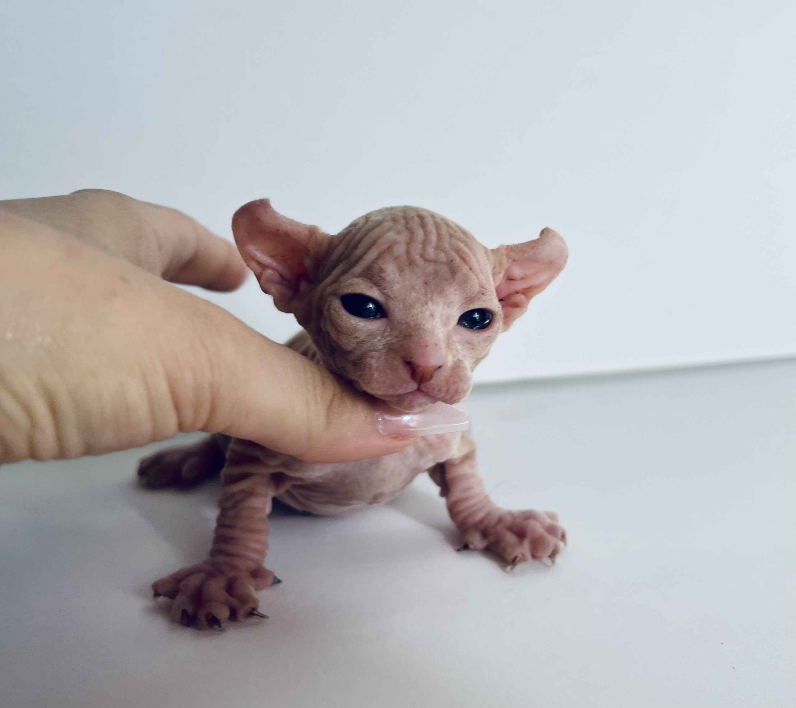 Kitten Sphynx for sale Adorable little red elf baby boy