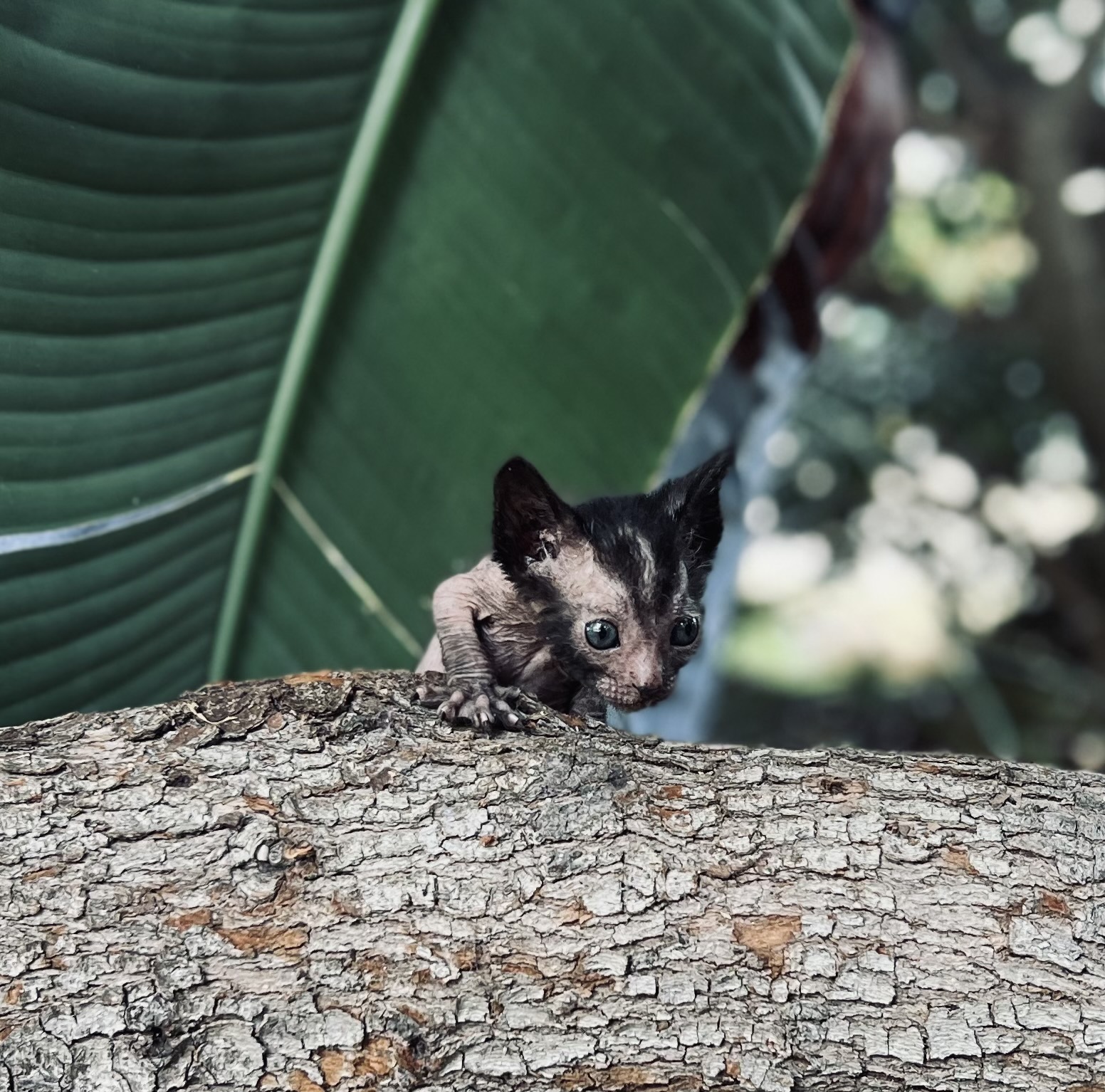 Little Wolf Lykoi Kitten