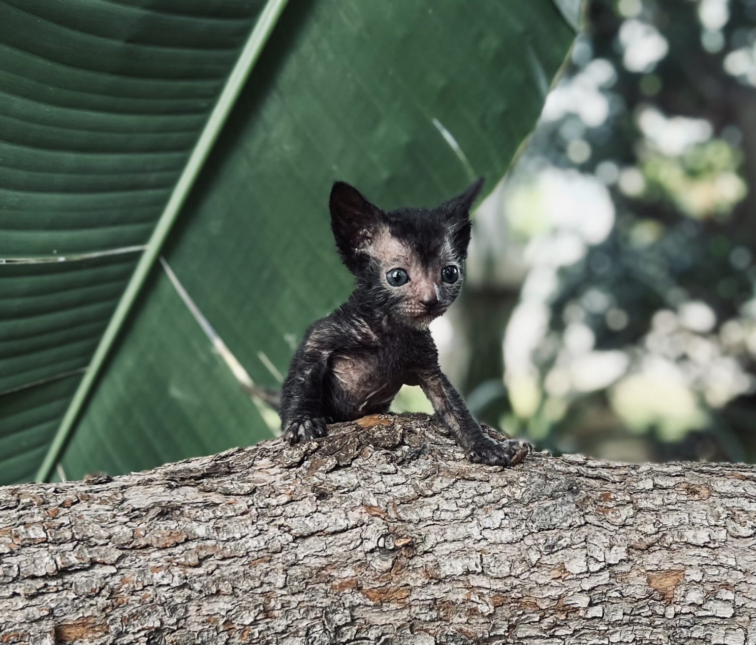 Lykoi Baby Girl - Wolf Cat