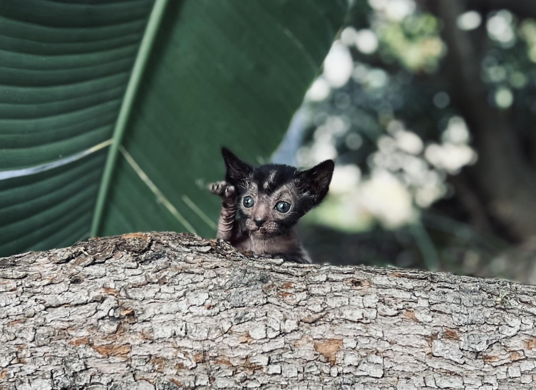 Lykoi Kitten for sale