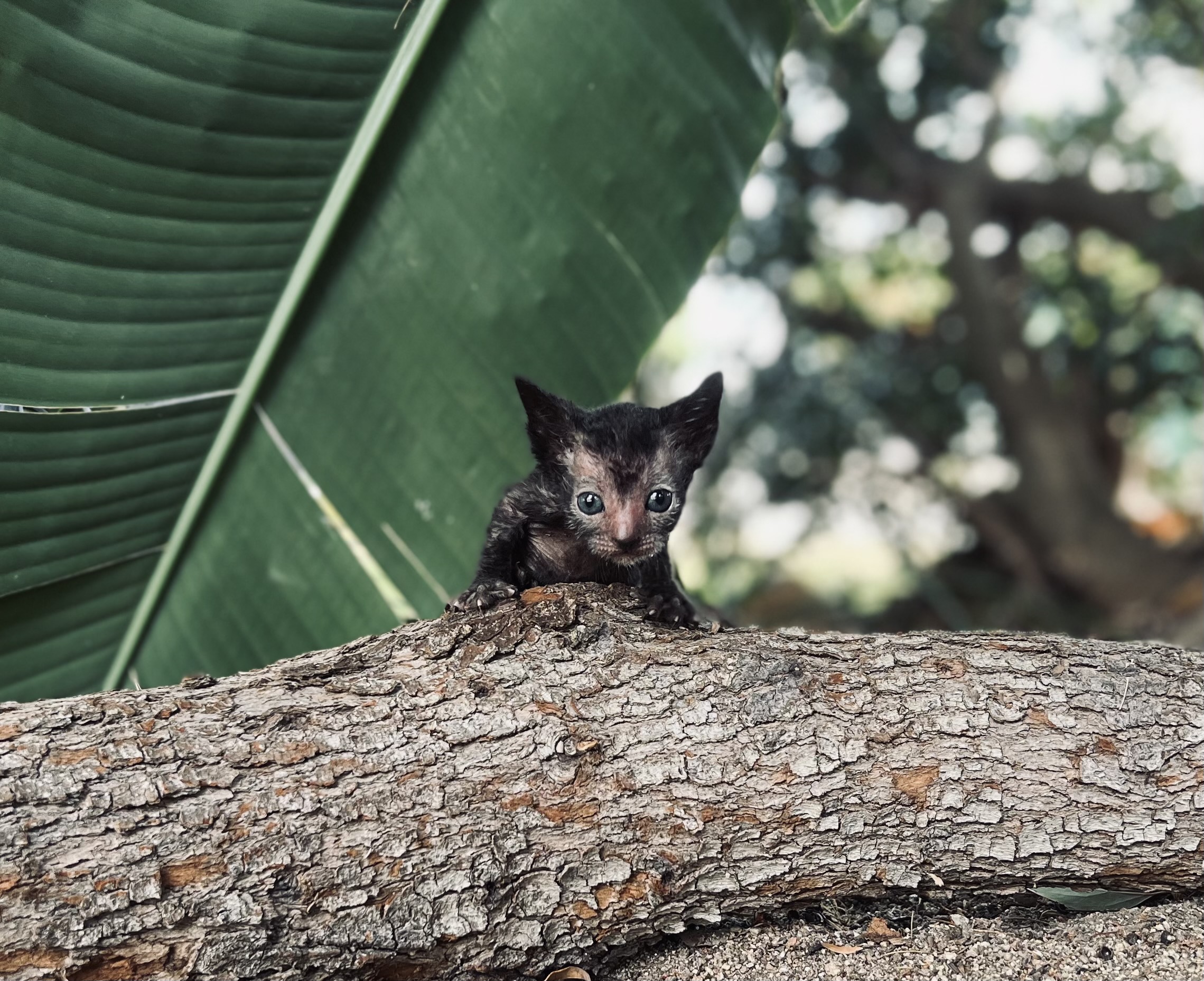 Lykoi baby girl also known as the wolf cat.
