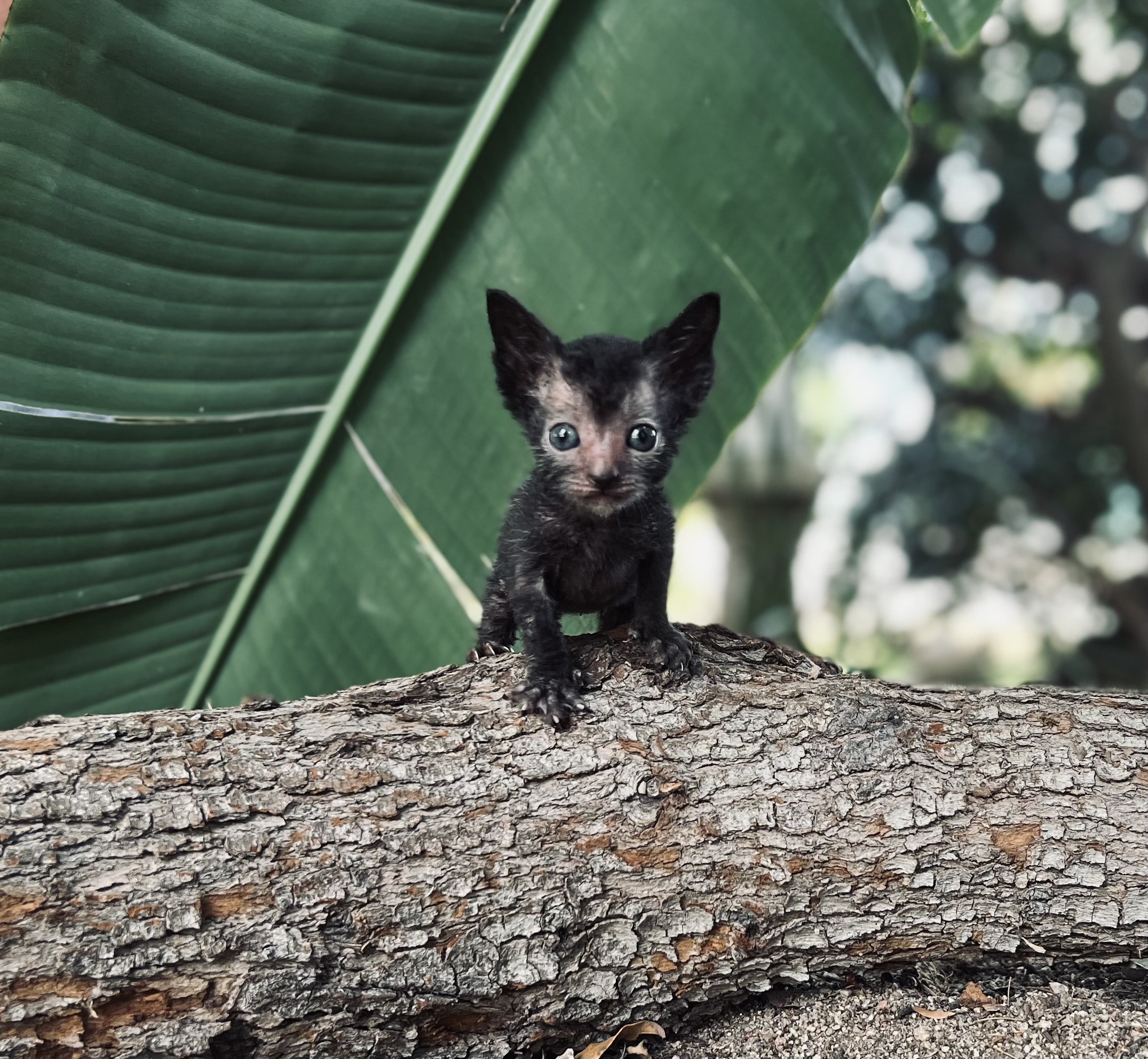 Lykoi wolf cat