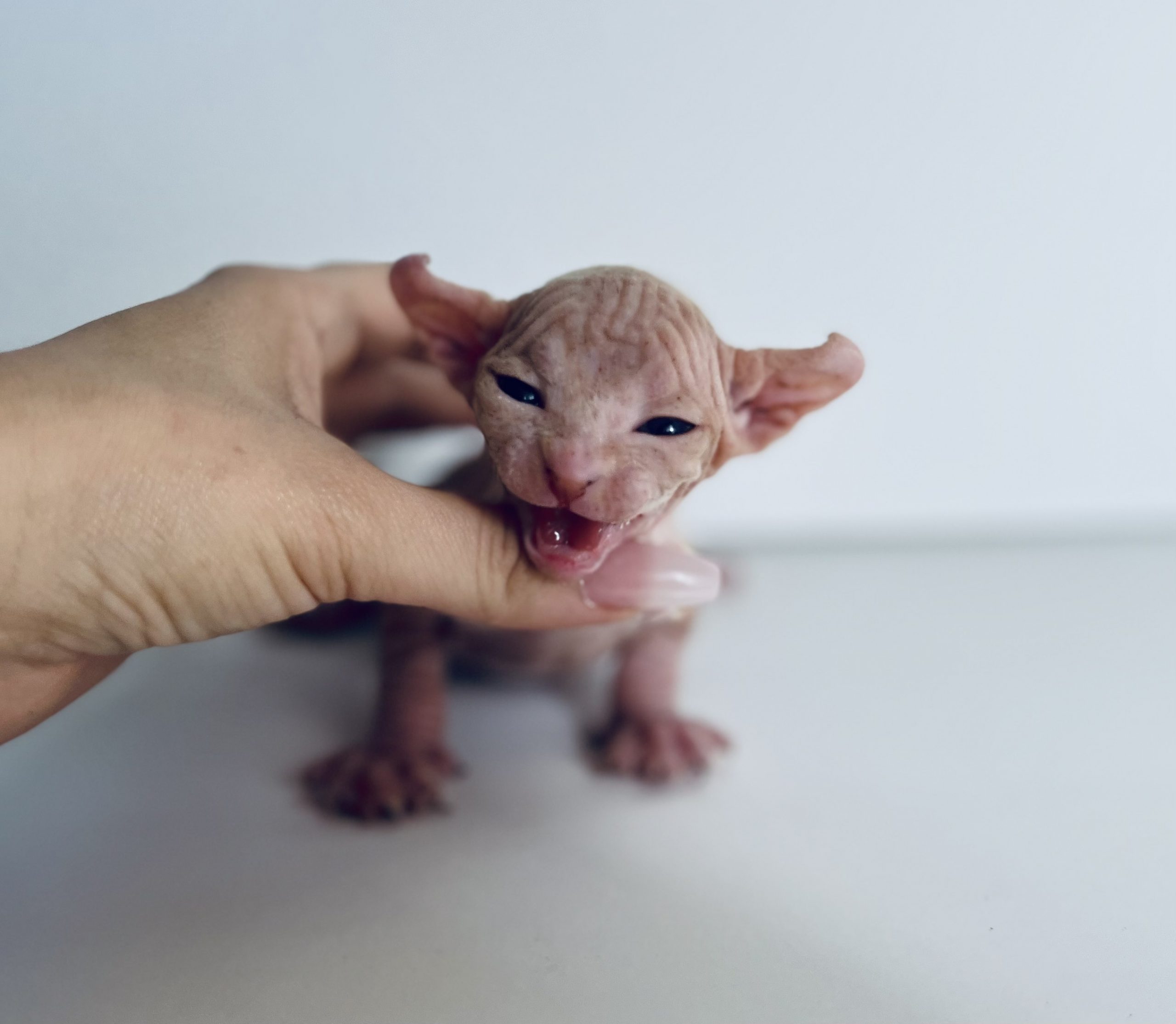 Sphynx cat for sale-purrxotics USA