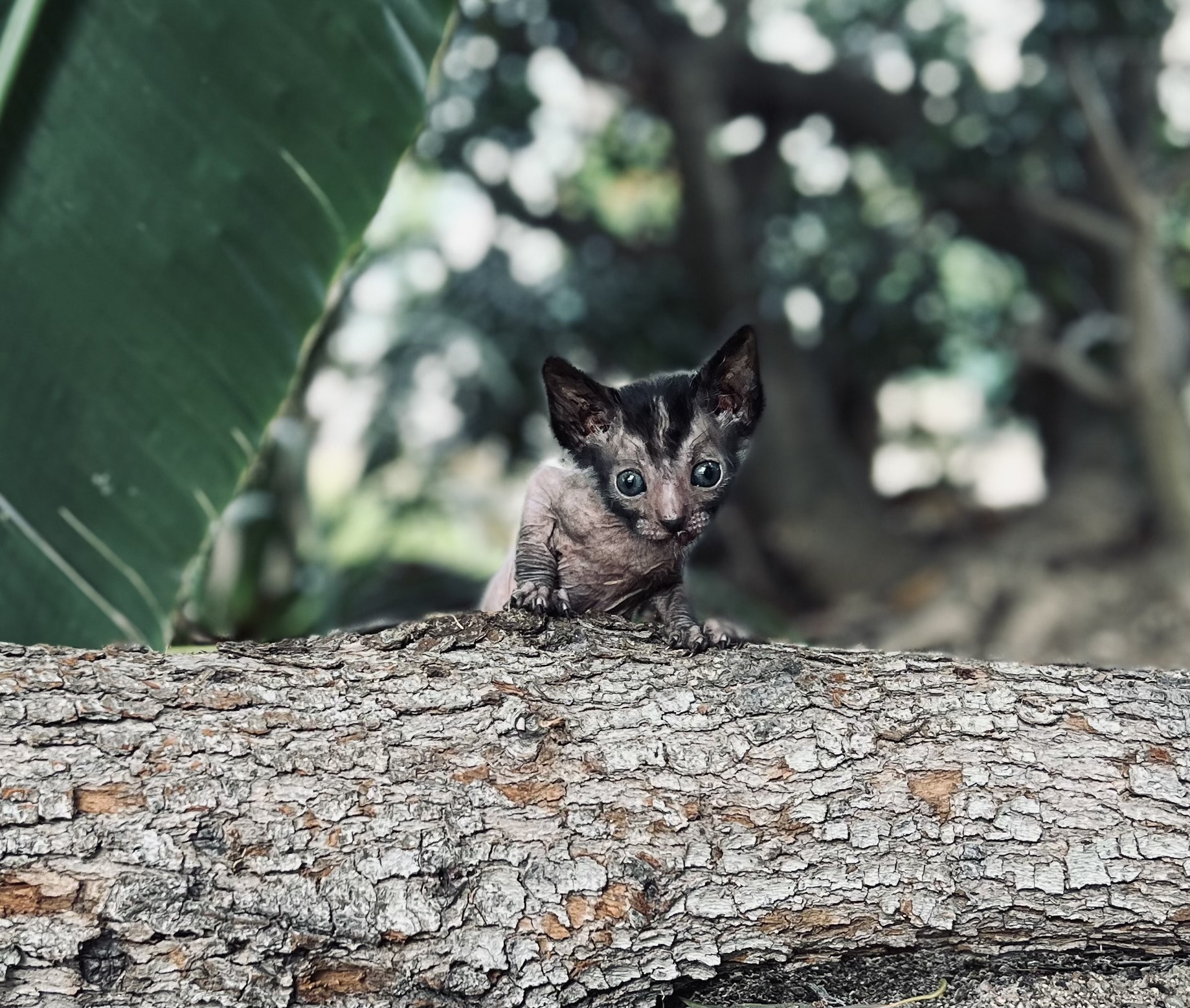 Wolf Kitten for sale