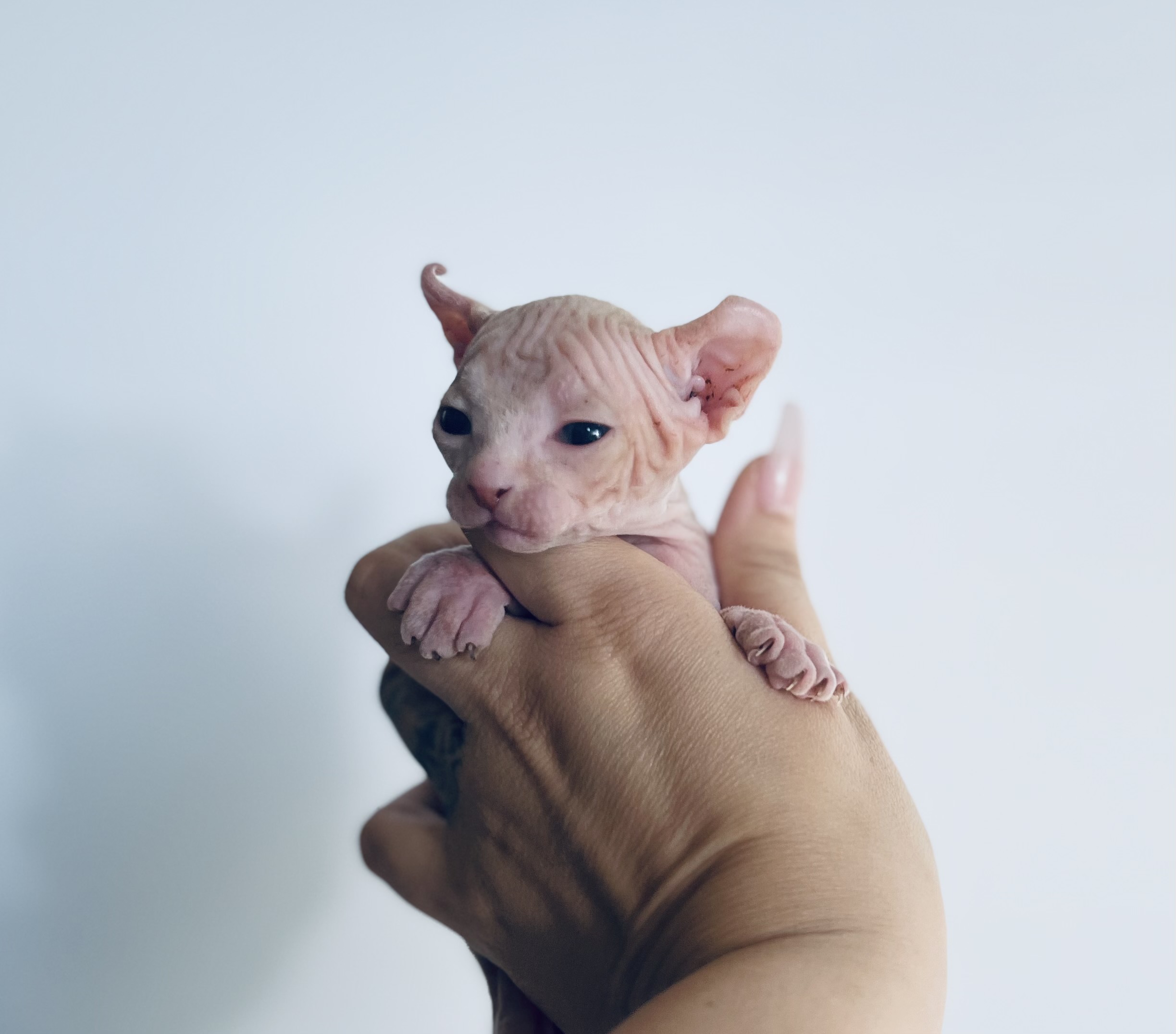 red elf baby boy kitten for sale - baby Sphynx