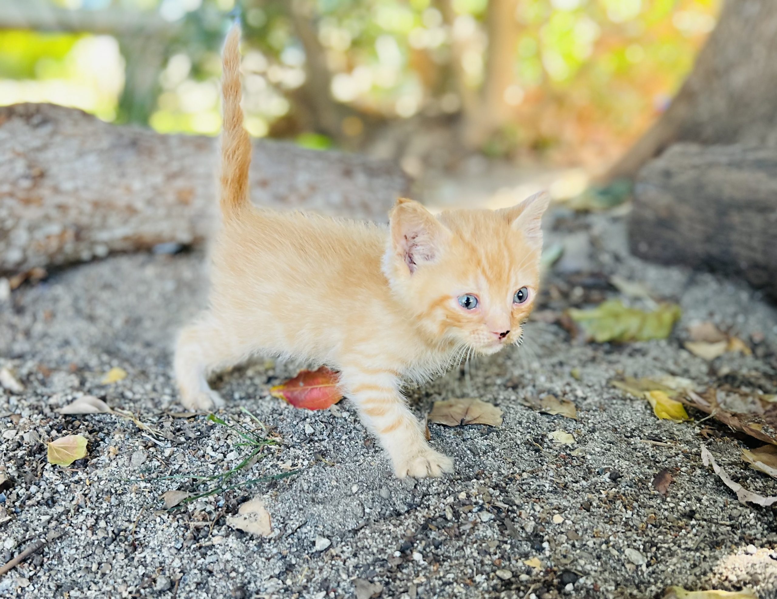 Coated sphynx torti kitten