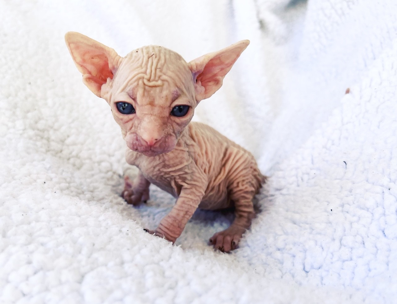 Cream Mink Sphynx cat for sale