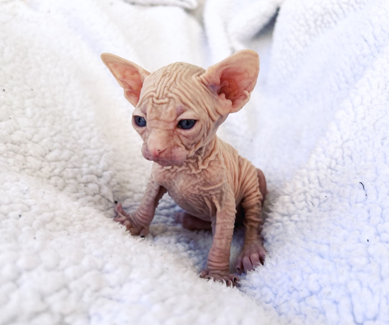 Sphynx Cats for Sale Sphynx Kitten Breeder Purrxotics