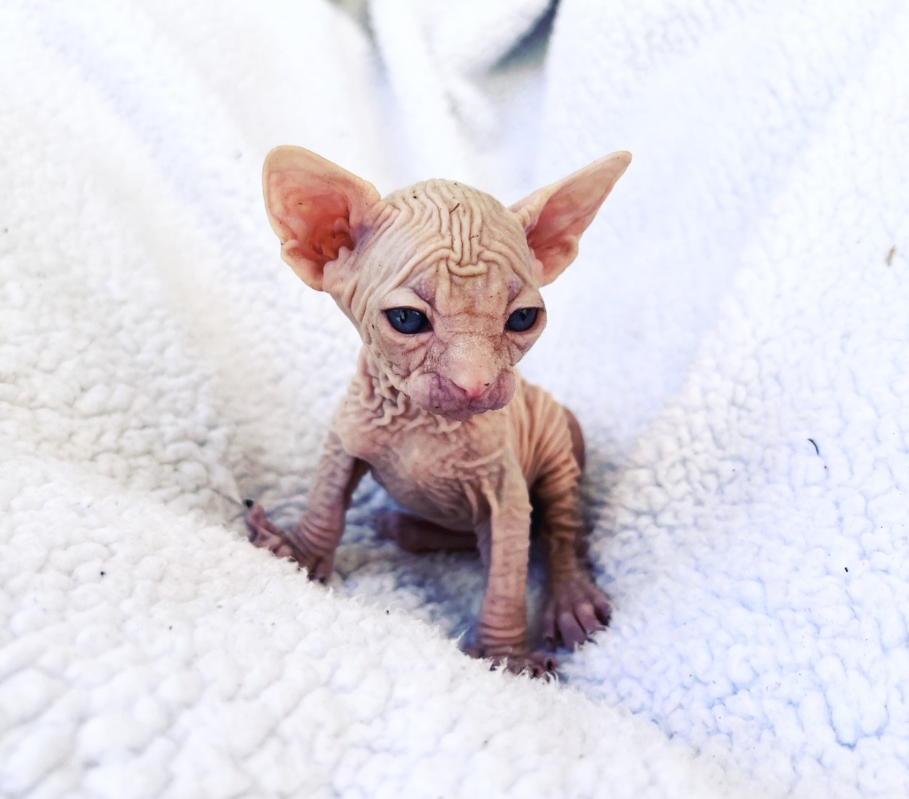 Cream Mink Sphynx kitten for sale