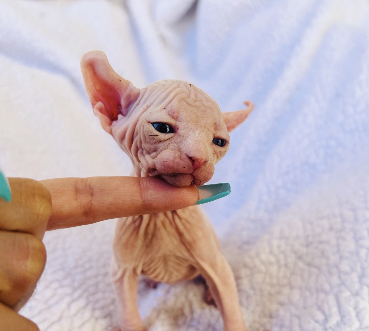Cream elf boy with blue eyes kitten for sale