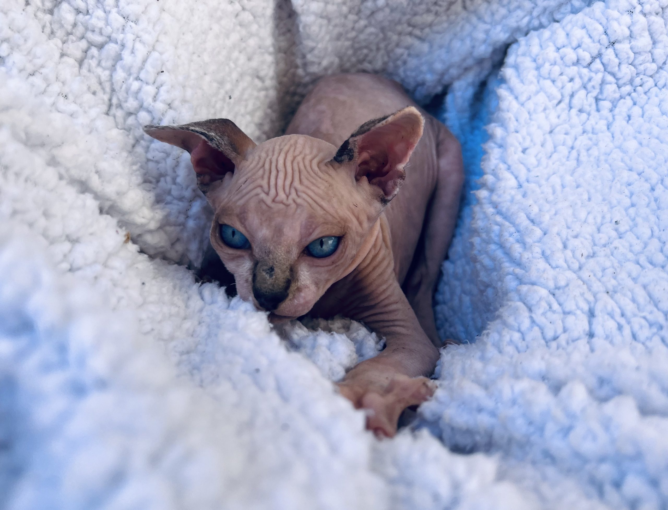 Lynx point boy kitten for sale usa