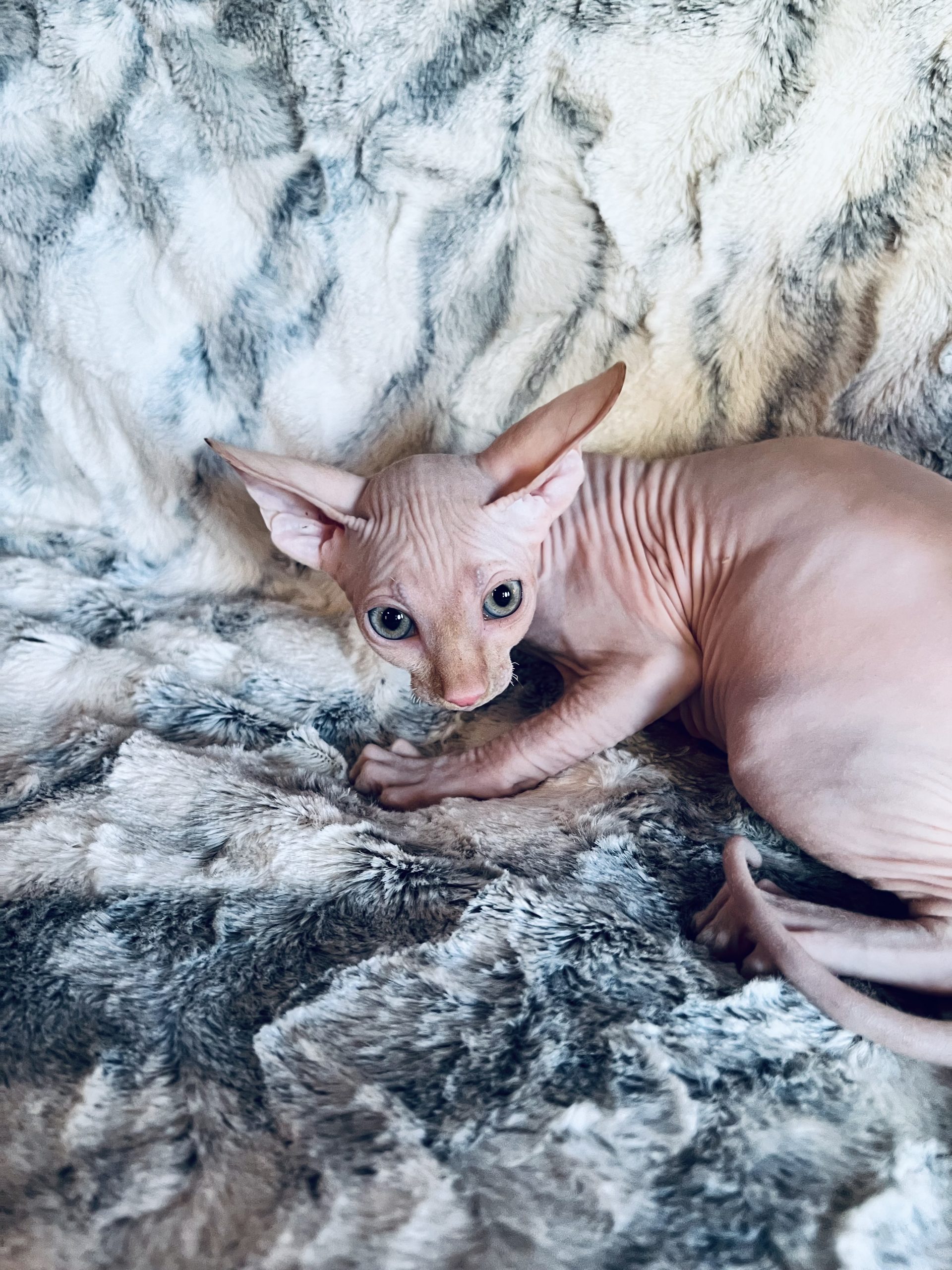 Red sphynx boy for sale