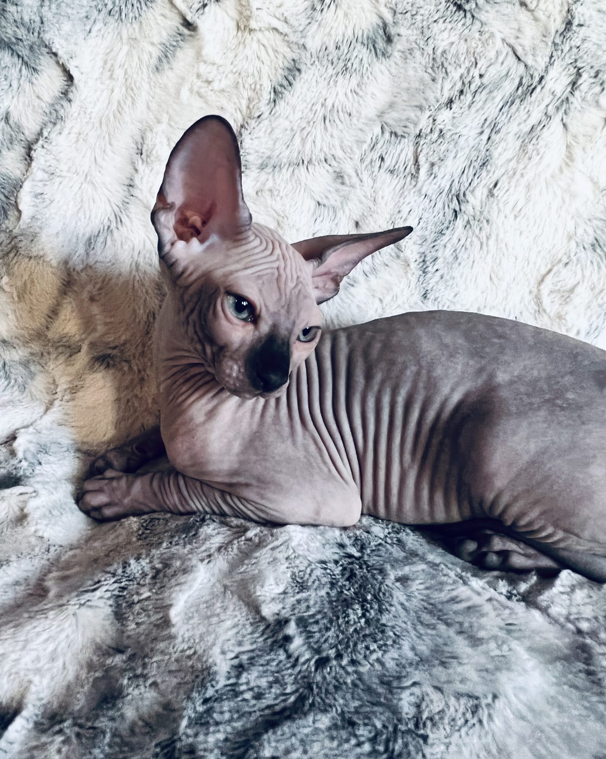 Seal point sphynx boy for sale