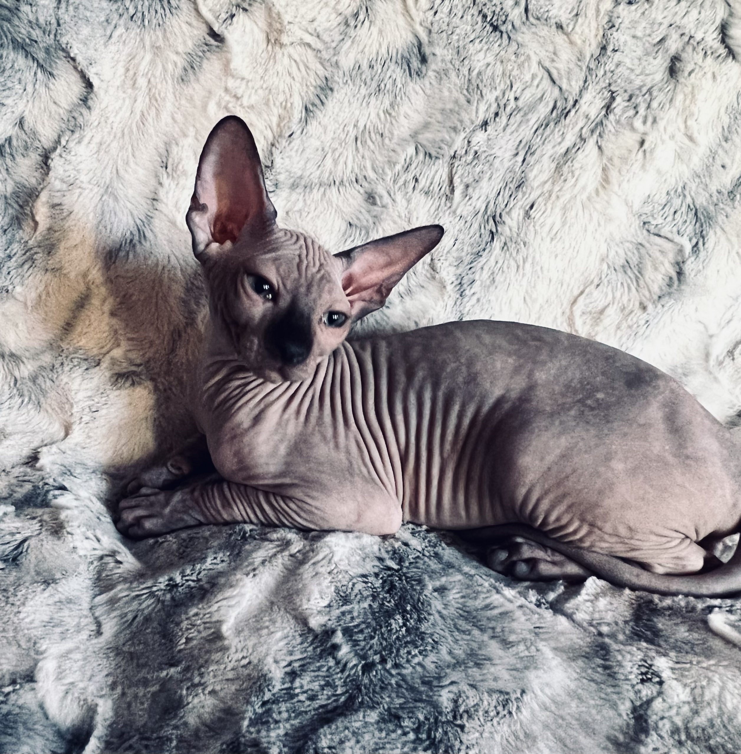 Seal point sphynx boy