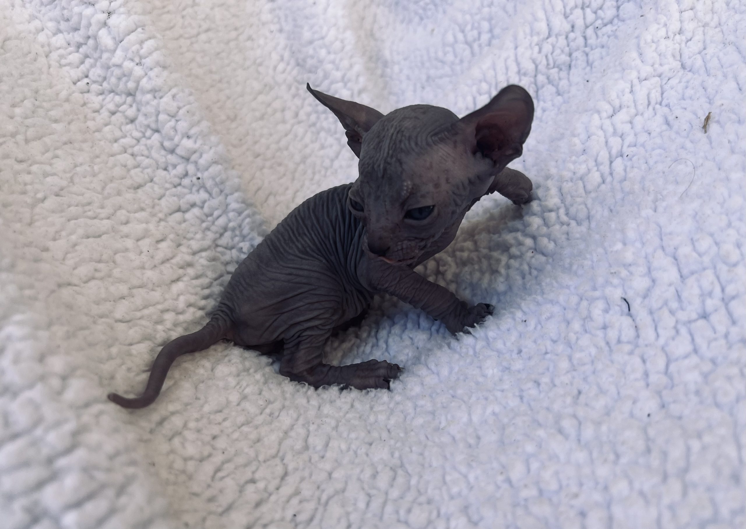 Solid Blue Boy Sphynx Kitten