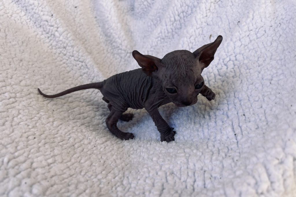 Solid Blue Boy Sphynx cat for sale