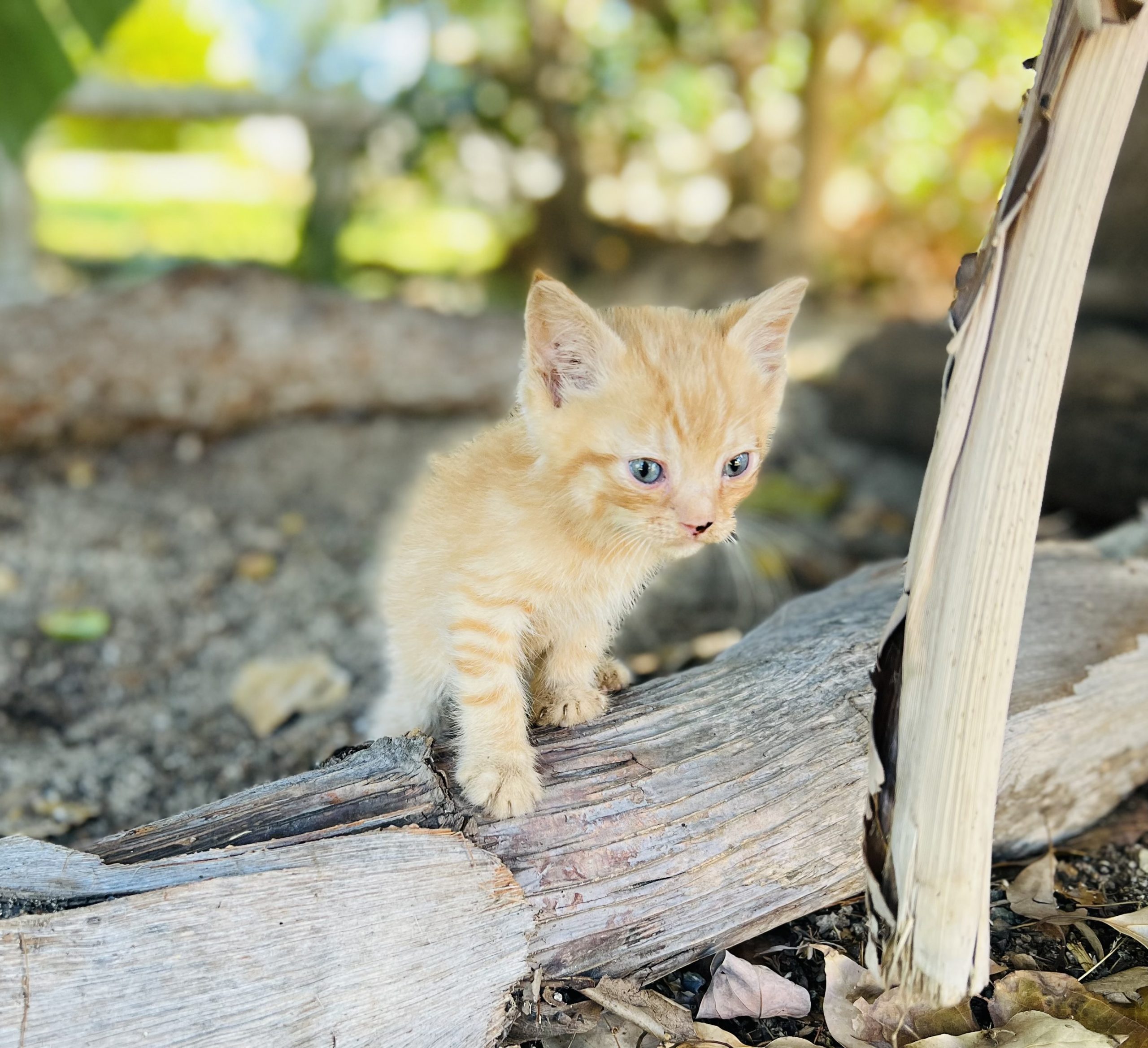 little red tabby boy cat for sale